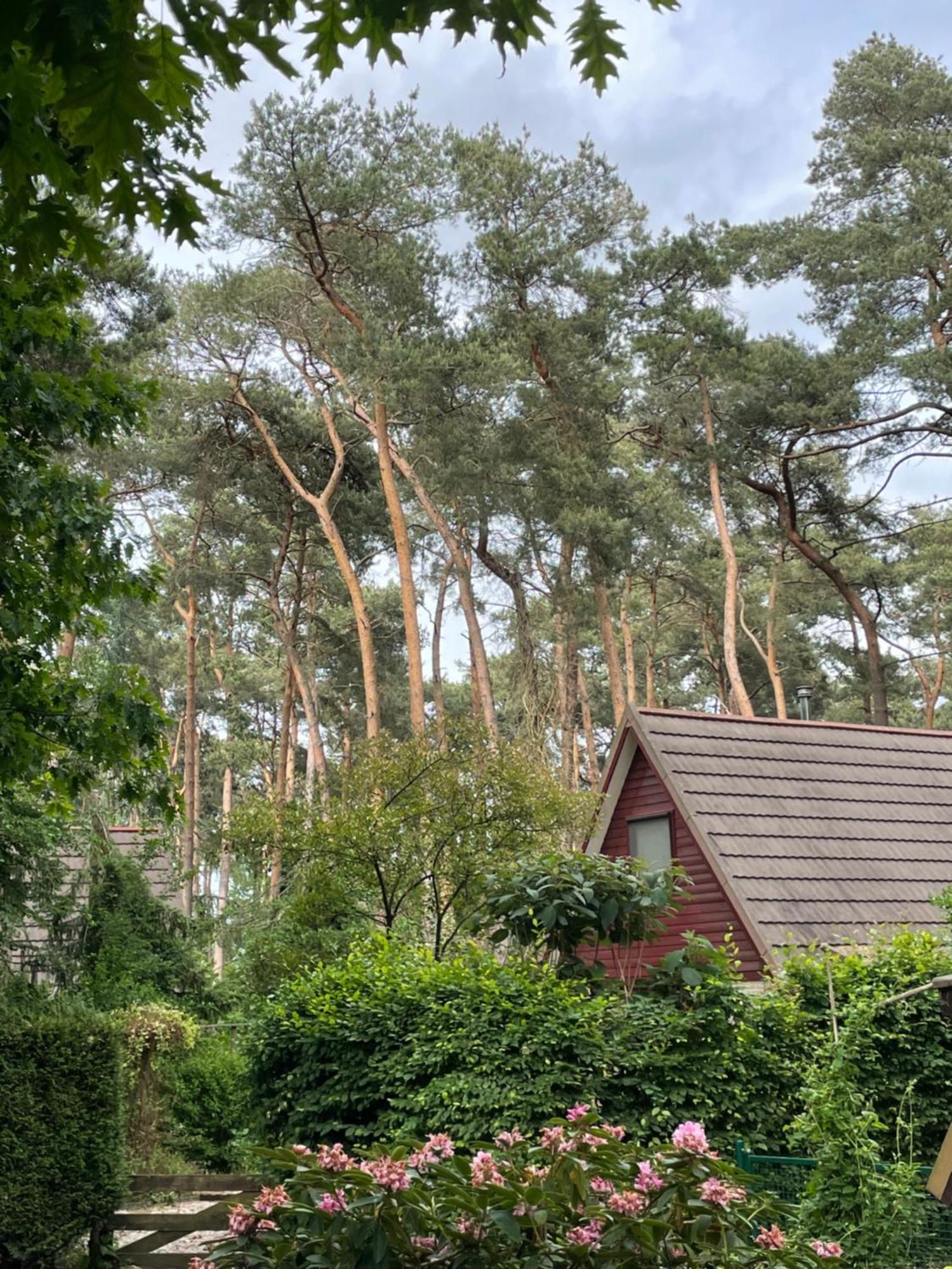 Boshuisje Pinus Sonnevijver Residences Lanaken Exterior foto